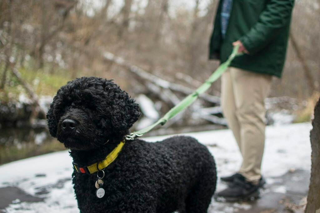 Black dog on a leash being walked by its owner