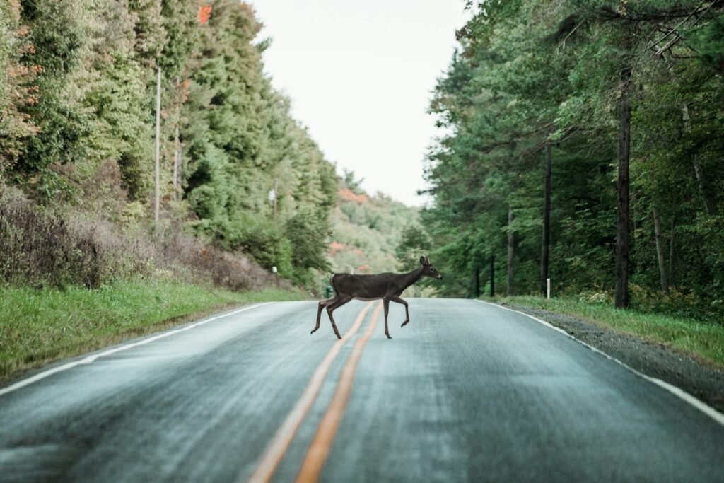 Deer crossing a two-lane mountain road lined with trees