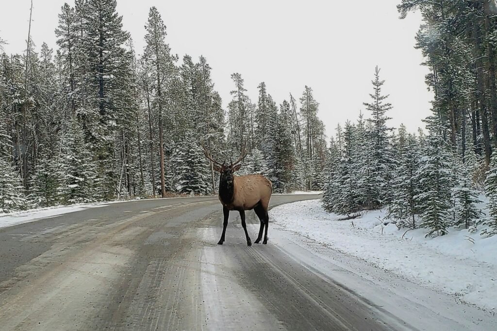 Elk standing on a snowy road through a pine forest