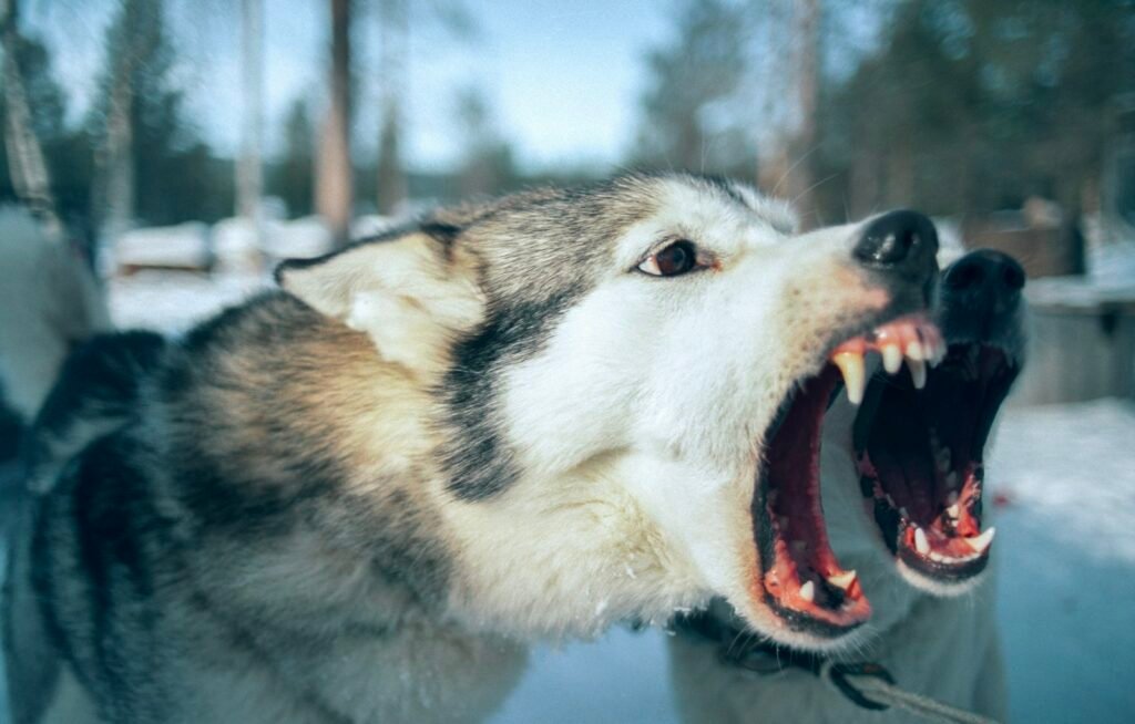 Close-up of a dog with its mouth open